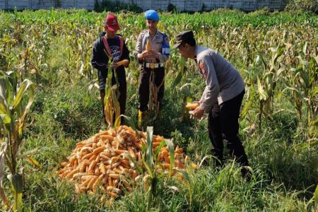 Dukung Ketahanan Pangan Nasional Polresta Malang Kota dan Gapoktan Pan