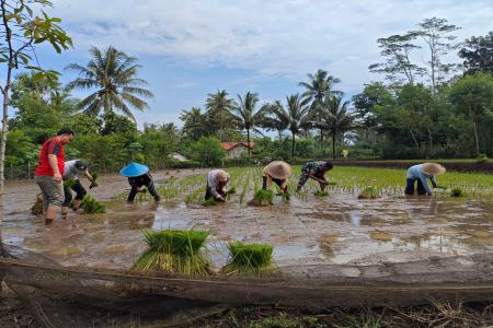 Babinsa Olak Alen Dampingi Petani Tana